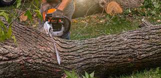 Tree and Shrub Care in Rutledge, TN