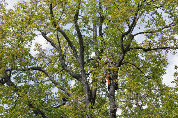 Best Tree Trimming and Pruning  in Rutledge, TN